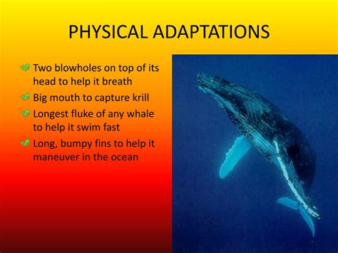 humpback whale physical adaptations